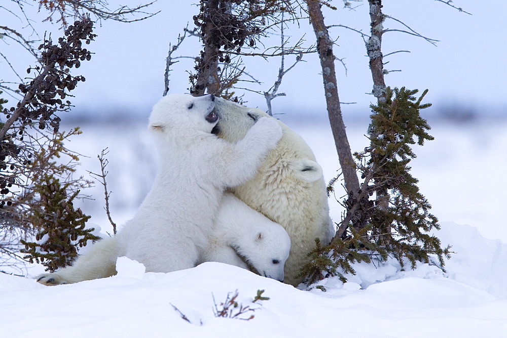 Polar Bear with cubs, (Ursus maritimus), Churchill, Manitoba, Canada