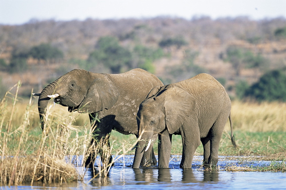 African elephant (Loxodonta africana), Chobe River, Chobe National Park, Botswana, Africa