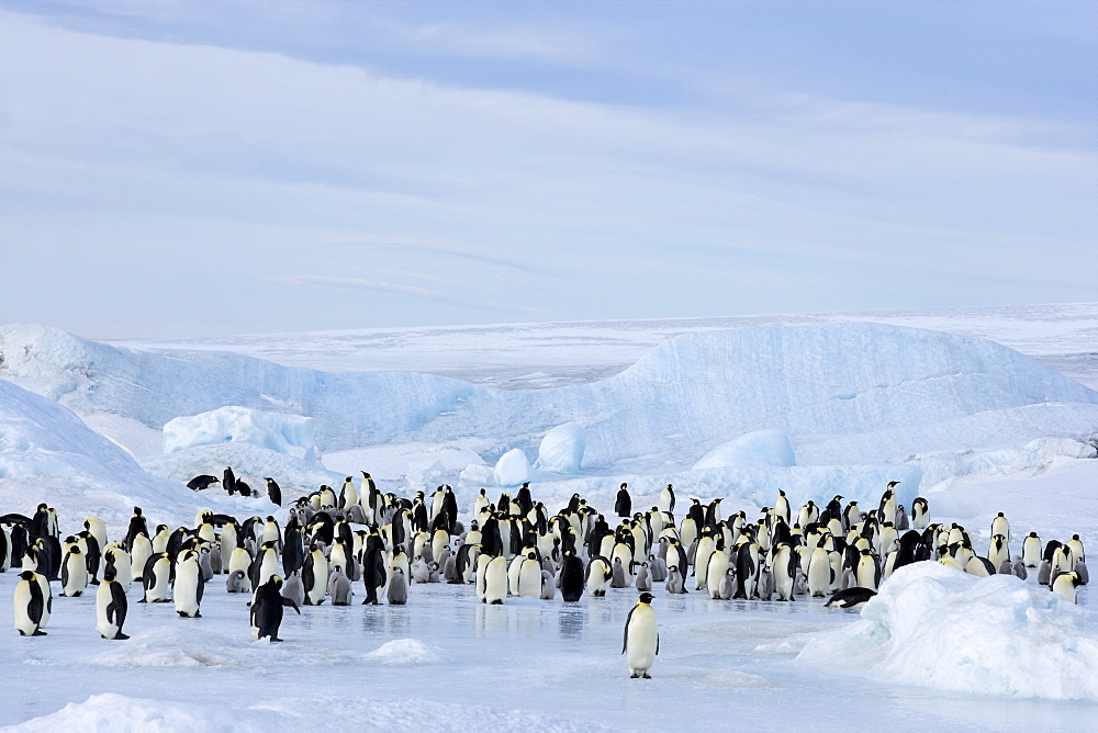 Emperor penguin colony (Aptenodytes forsteri), Snow Hill Island, Weddell Sea, Antarctica, Polar Regions 