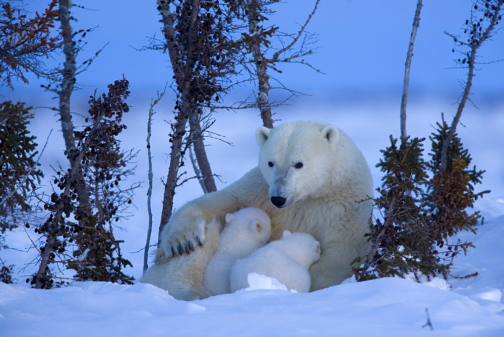 Polar Bear with cubs, (Ursus maritimus), Churchill, Manitoba, Canada