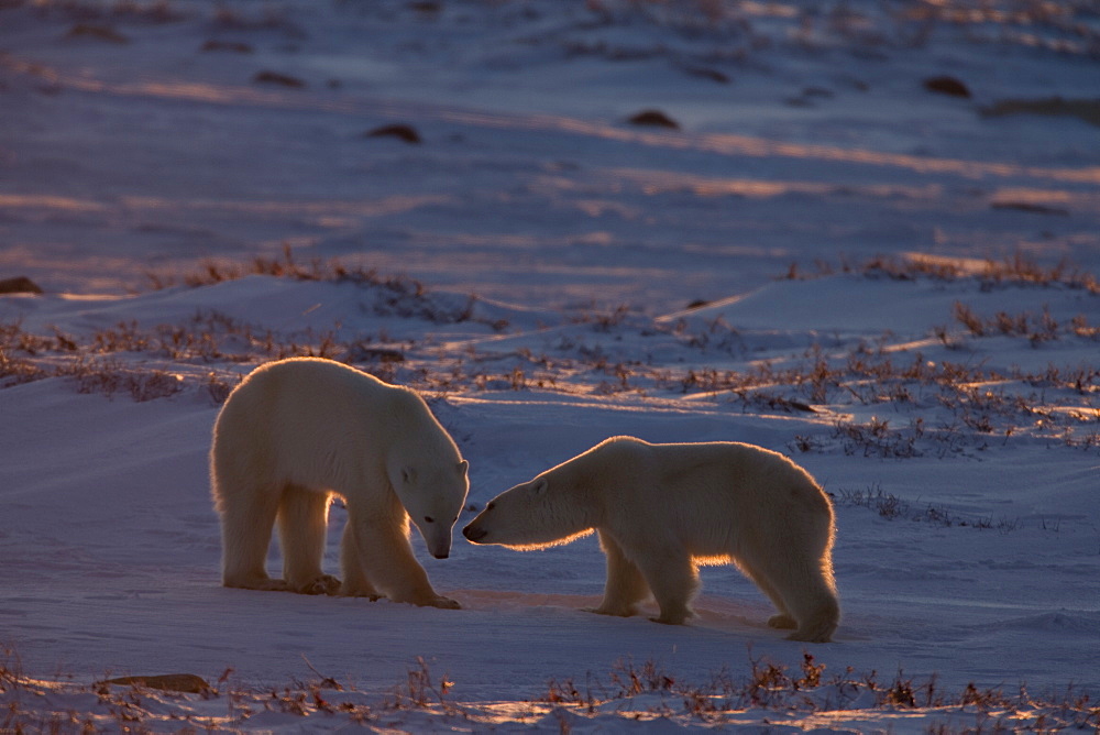 Polar bear (Ursus maritimus), Hudson Bay, Churchill, Manitoba, Canada, North America