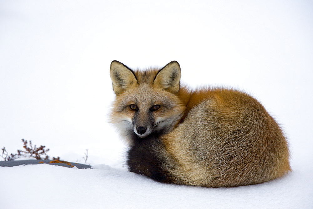 Redfox (Vulpes vulpes), Churchill, Hudson Bay, Manitoba, Canada, North America