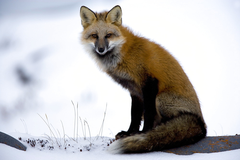 Redfox (Vulpes vulpes), Churchill, Hudson Bay, Manitoba, Canada, North America