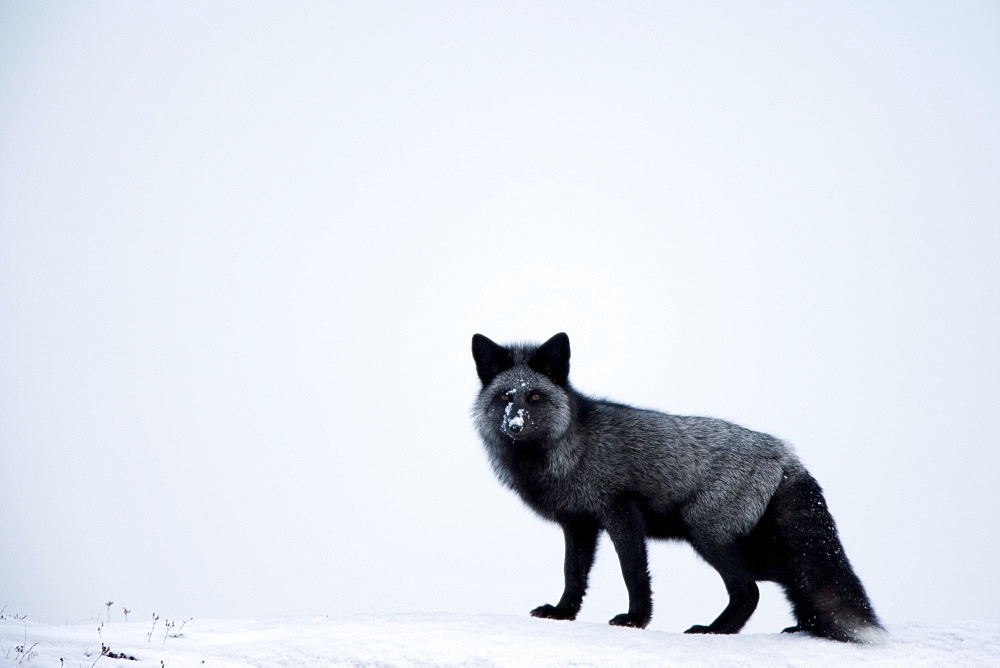 Silverfox (red fox) (Vulpes vulpes), Churchill, Hudson Bay, Manitoba, Canada, North America