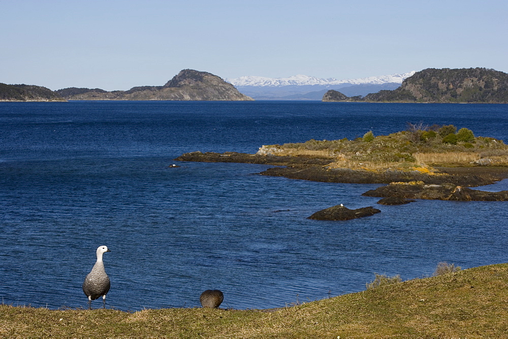 Magellan goose (Chloephaga picta), Ushuaia, Tierra del Fuego, Argentina, South America