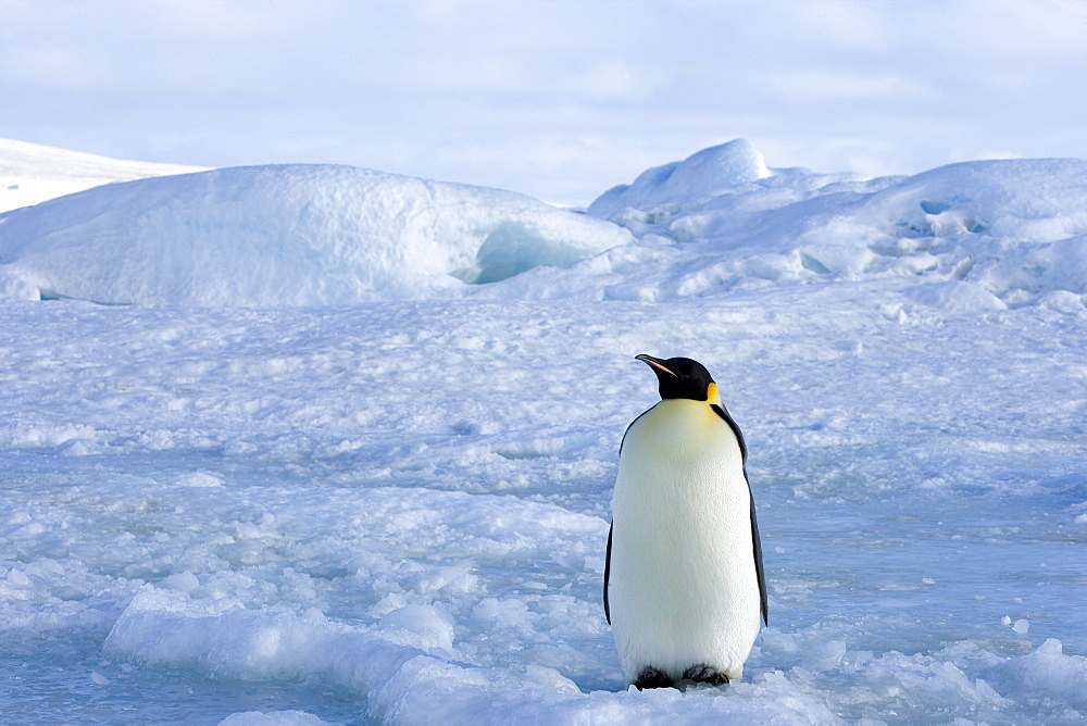 Emperor penguin (Aptenodytes forsteri), Snow Hill Island, Weddell Sea, Antarctica, Polar Regions