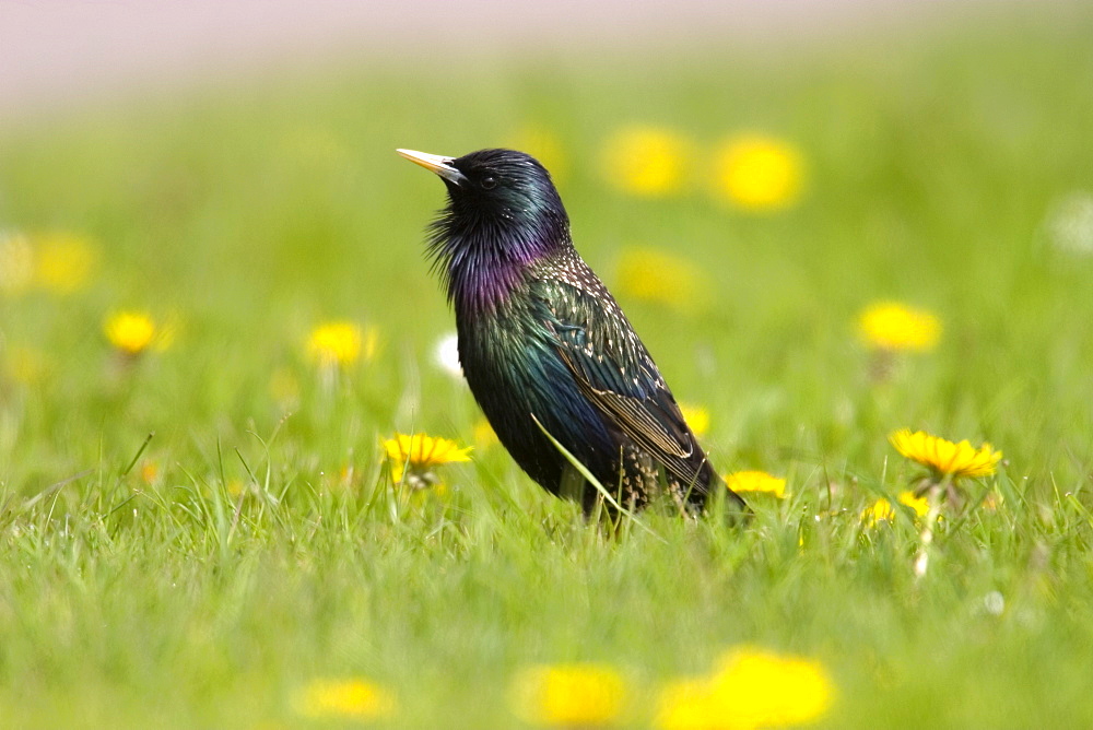 European Starling, (Sturnus vulgaris), Helgoland, Schleswig-Holstein, Germany