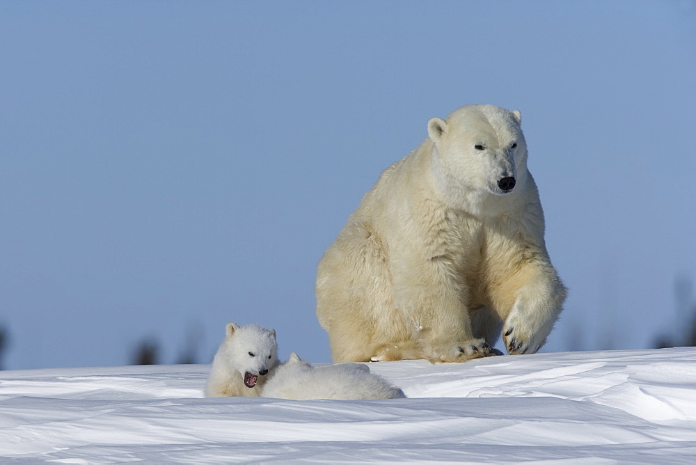 Polar Bear with cubs, (Ursus maritimus), Churchill, Manitoba, Canada