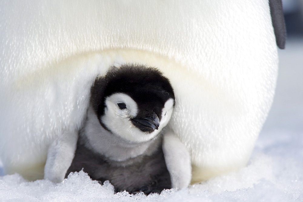 Emperor penguin chick (Aptenodytes forsteri), Snow Hill Island, Weddell Sea, Antarctica, Polar Regions