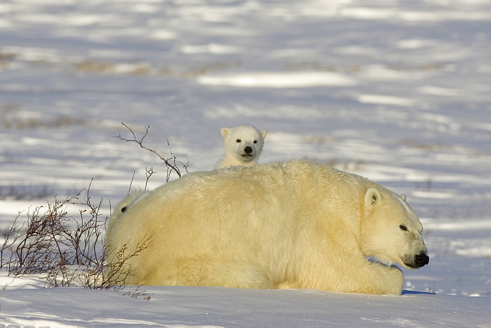 Polar Bear with cubs, (Ursus maritimus), Churchill, Manitoba, Canada