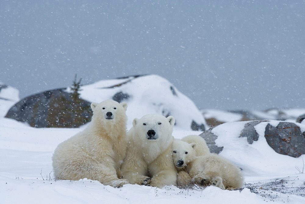 Polar bears (Ursus maritimus), Churchill, Hudson Bay, Manitoba, Canada, North America