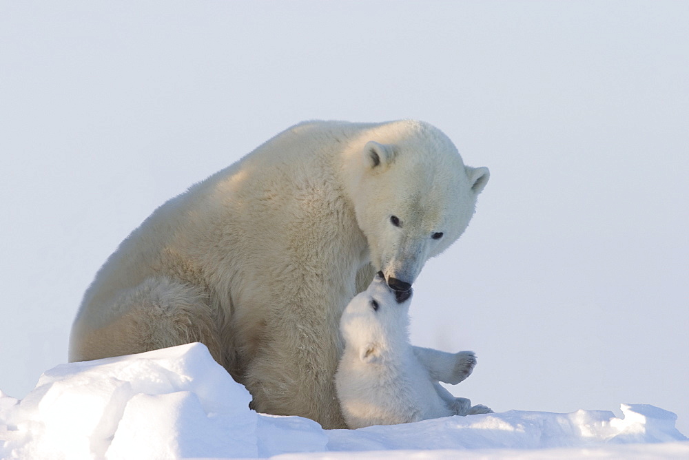 Polar Bear with a cub, (Ursus maritimus), Churchill, Manitoba, Canada