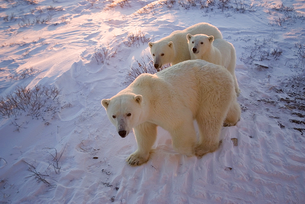 Polar bears (Ursus maritimus), Churchill, Hudson Bay, Manitoba, Canada, North America