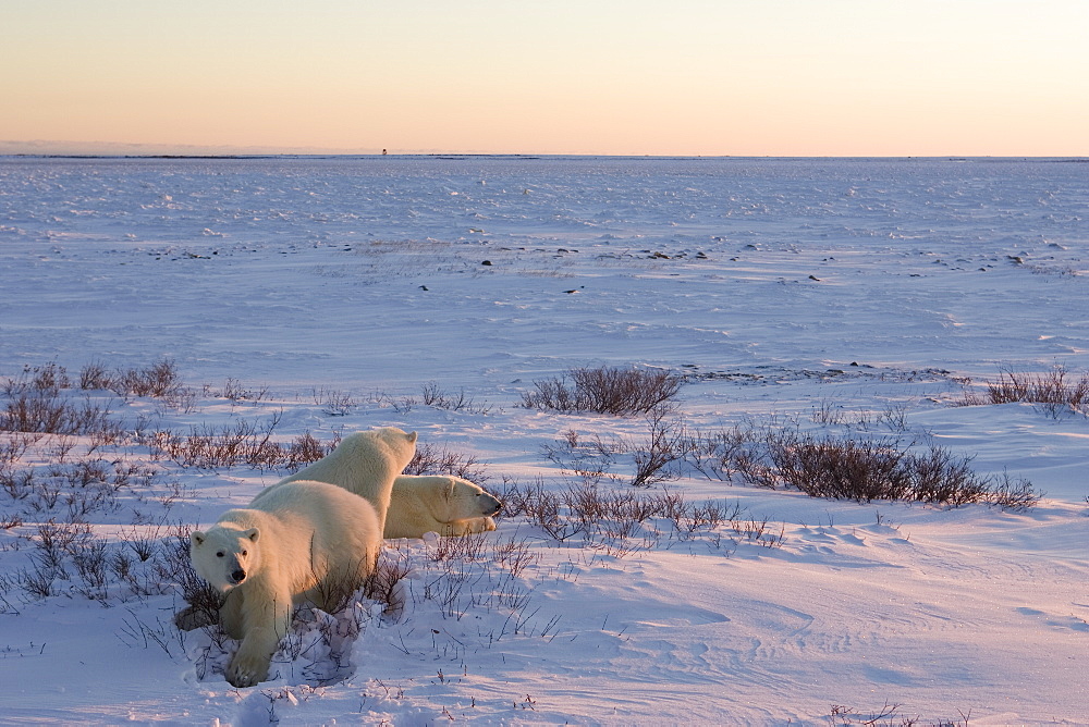 Polar bears (Ursus maritimus), Churchill, Hudson Bay, Manitoba, Canada, North America