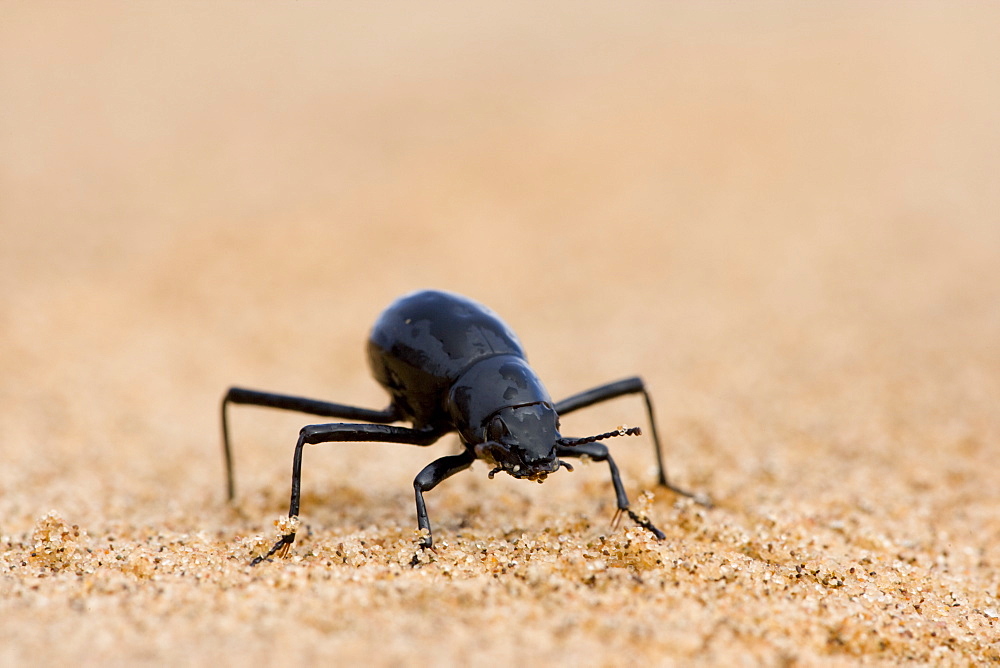 Tenebrionid beetle (Onymacris unguicularis), Namib Desert, Namibia, Africa