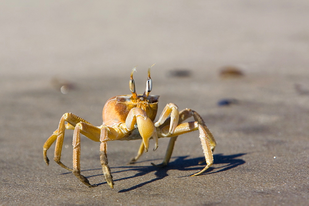 Ghost crab (Ocypode cursor), Atlantic Ocean coast, Namibia, Africa