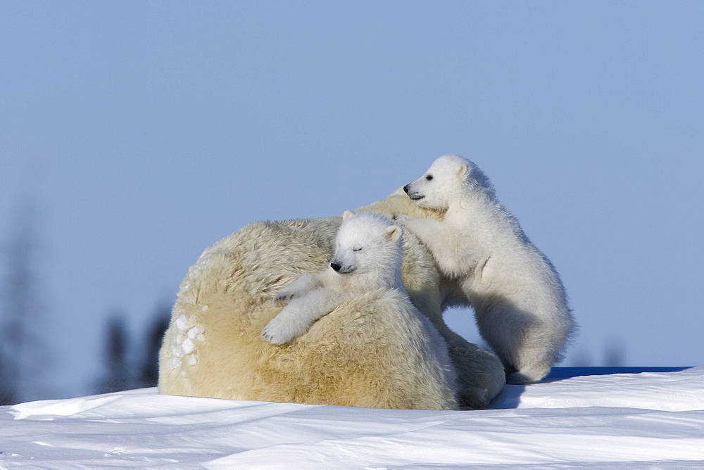 Polar Bear with cubs, (Ursus maritimus), Churchill, Manitoba, Canada