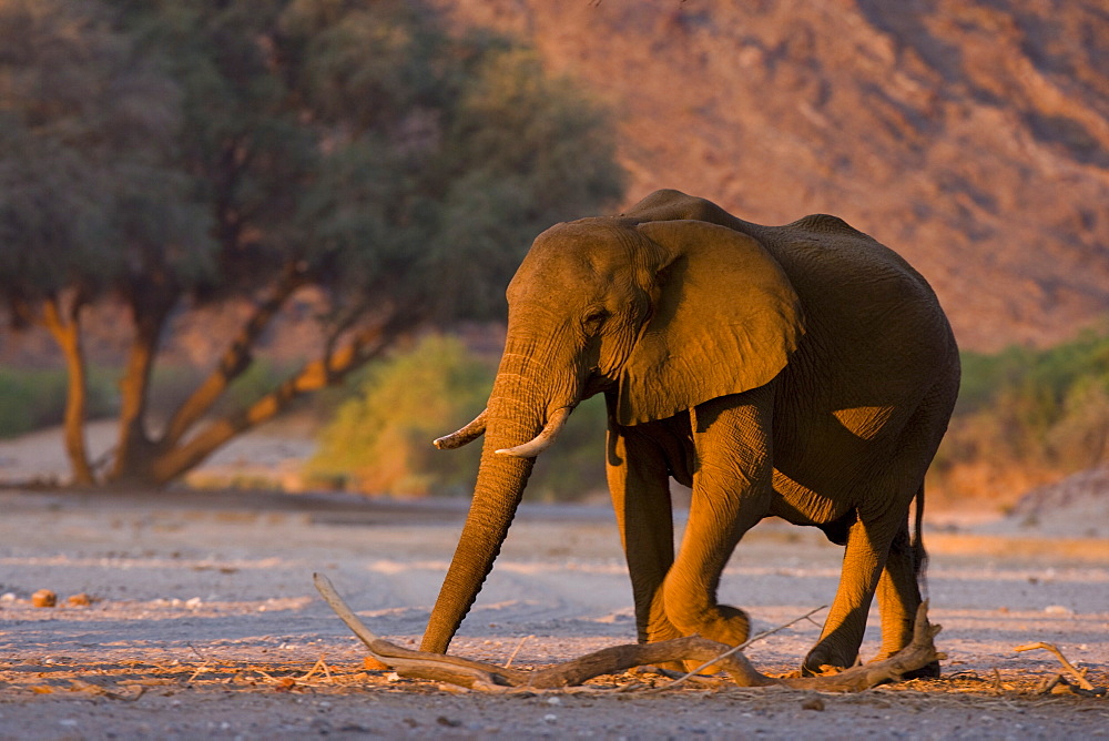 Desert-dwelling elephant (Loxodonta africana africana), Namibia, Africa