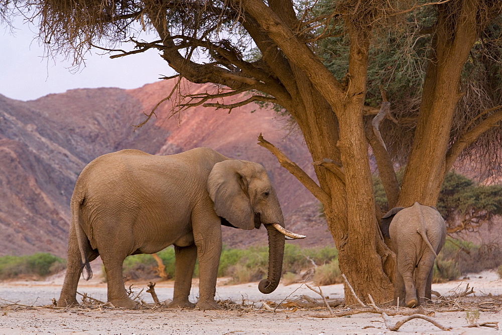 Desert-dwelling elephant (Loxodonta africana africana), Namibia, Africa