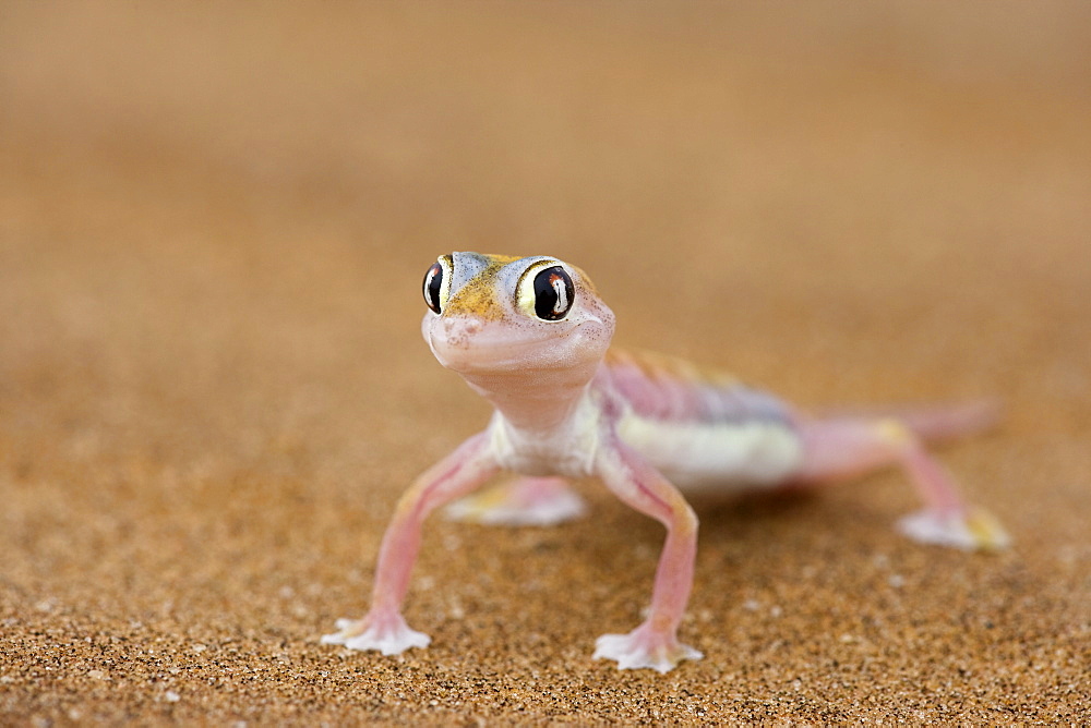 Webfooted gecko (Palmatogecko rangei), Namib Desert, Namibia, Africa