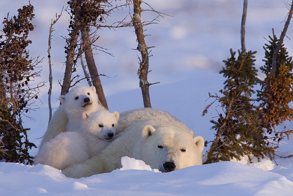 Polar Bear with cubs, (Ursus maritimus), Churchill, Manitoba, Canada