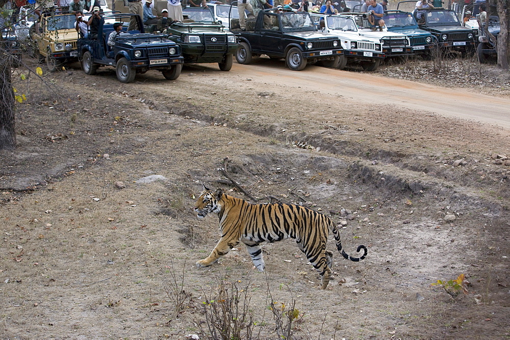 Indian tiger (Bengal tiger) (Panthera tigris tigris), Bandhavgarh National Park, Madhya Pradesh state, India, Asia