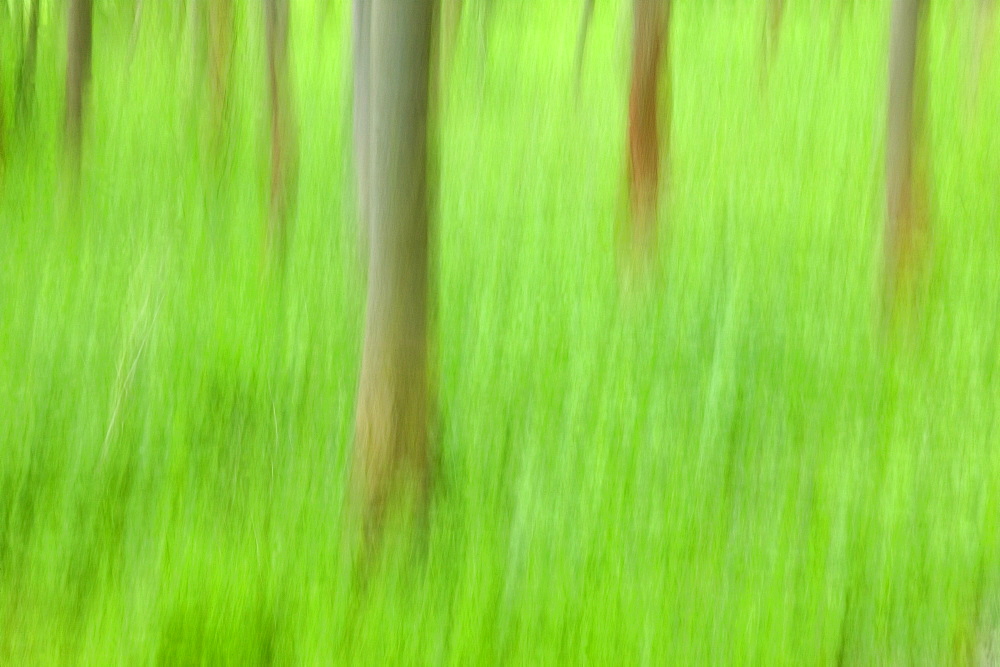 Trees, Forest, Bielefeld, NRW, Germany