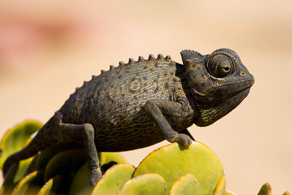 Namaqua chameleon (Chamaeleo namaquensis), Namib Desert, Namibia, Africa