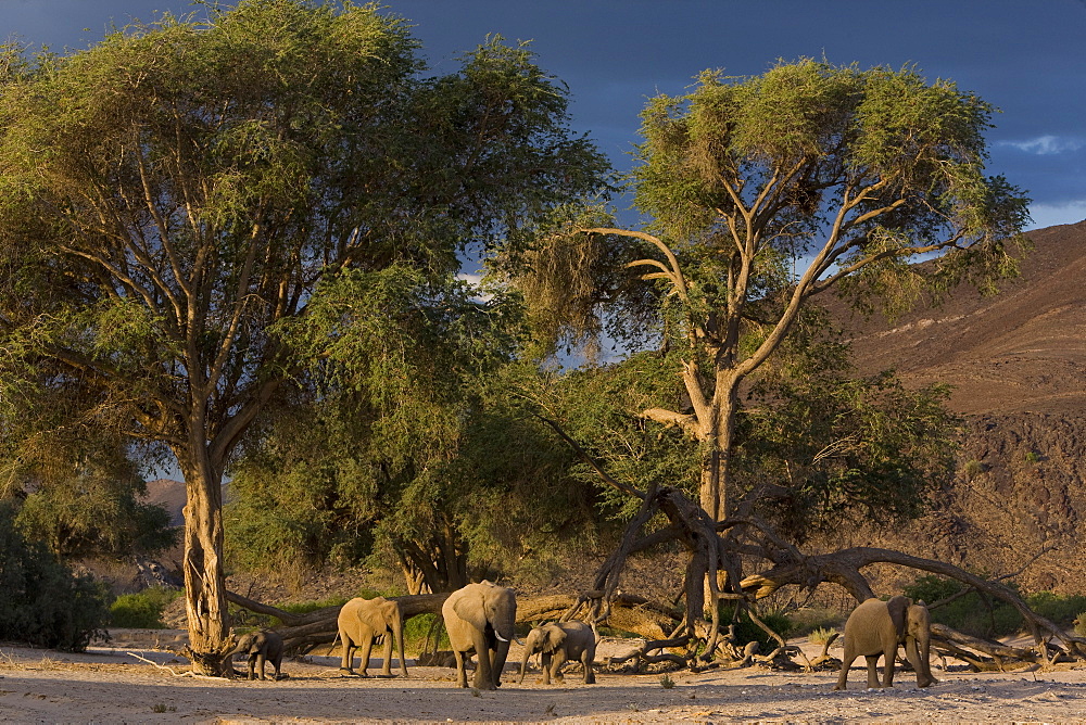 Desert-dwelling elephants (Loxodonta africana africana) in dry river bed, Namibia, Africa