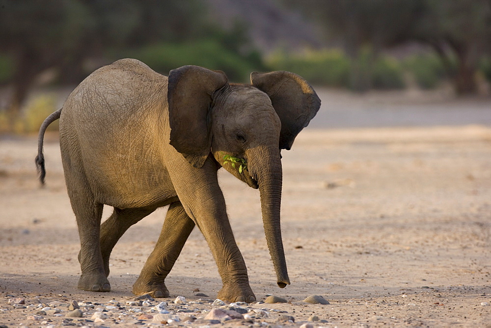 Young desert-dwelling elephant (Loxodonta africana africana), Namibia, Africa