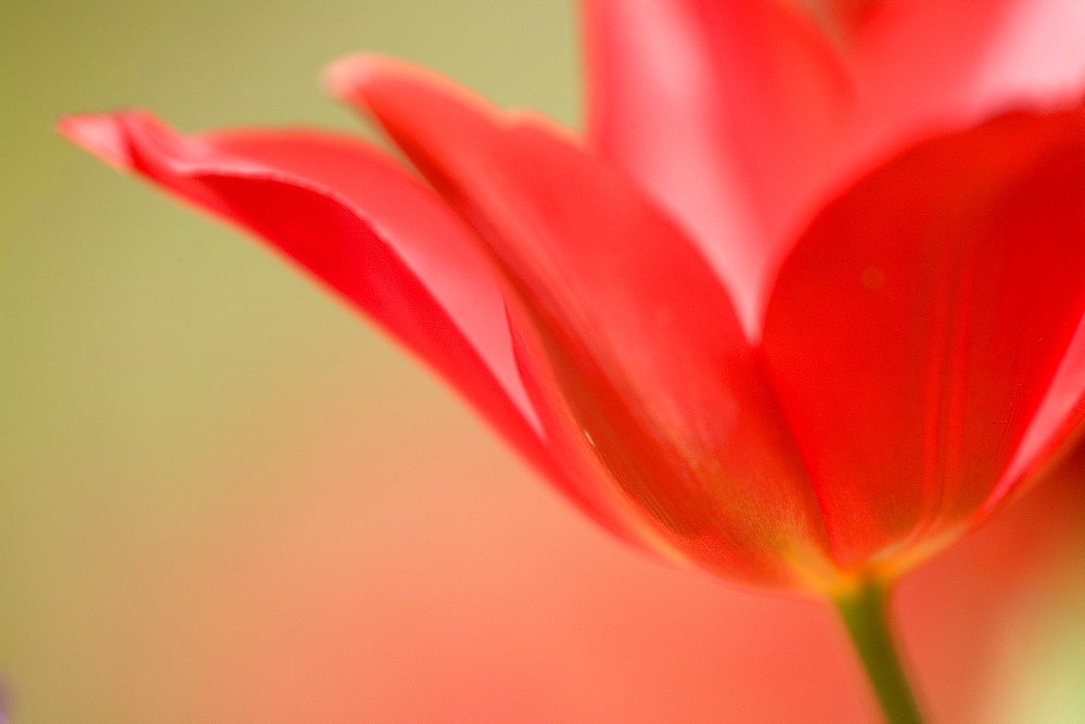 Tulip, (Tulipa spec.), Bielefeld, NRW, Germany