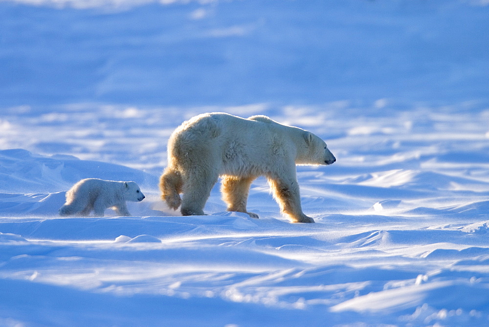 Polar Bear with a cub, (Ursus maritimus), Churchill, Manitoba, Canada