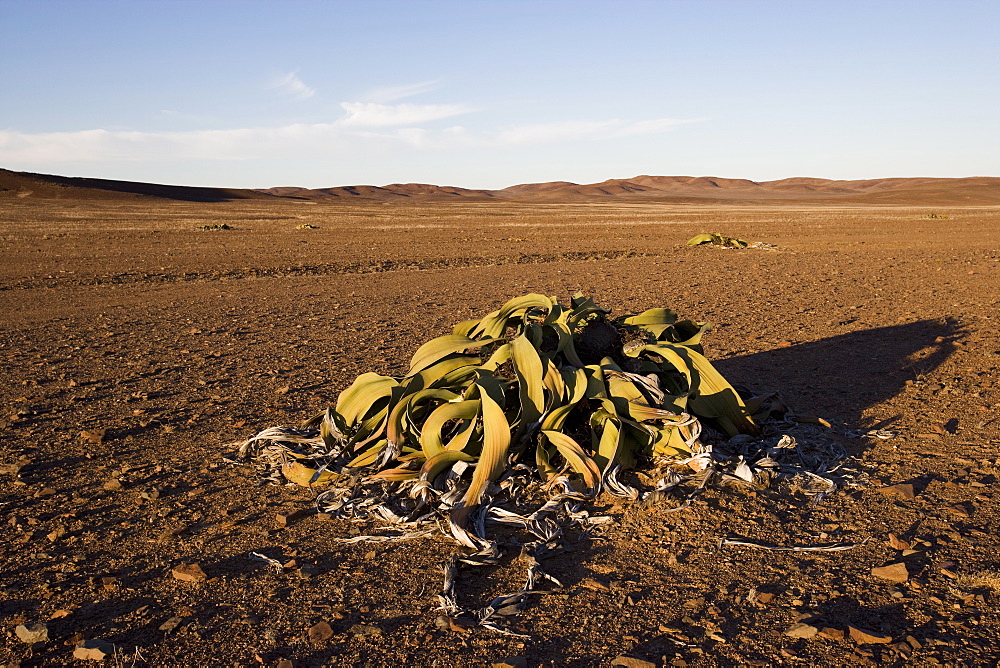 Welwitschia, Welwitschia mirabilis, Messum Crater, Namibia, Africa