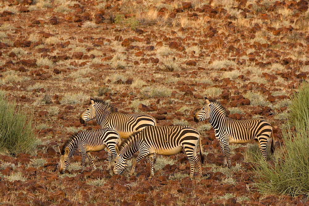 Hartmann's mountain zebra (Equus zebra hartmannae), Damaraland, Namibia, Africa