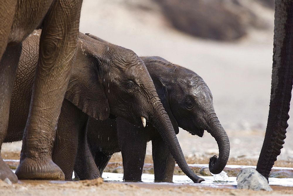 Desert-dwelling elephants (Loxodonta africana africana) at a waterhole, Namibia, Africa