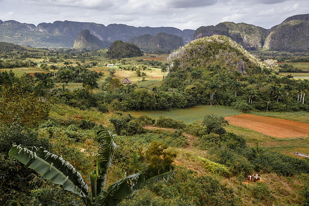 Mogotes in the Vinales Valley, UNESCO World Heritage Site, Pinar del Rio, Cuba, West Indies, Caribbean, Central America