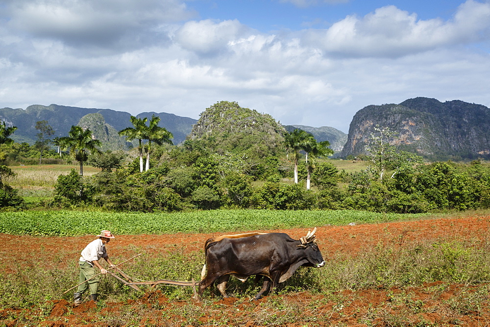 Farmer working in the field in the Vinales Valley, UNESCO World Heritage Site, Pinar del Rio, Cuba, West Indies, Caribbean, Central America