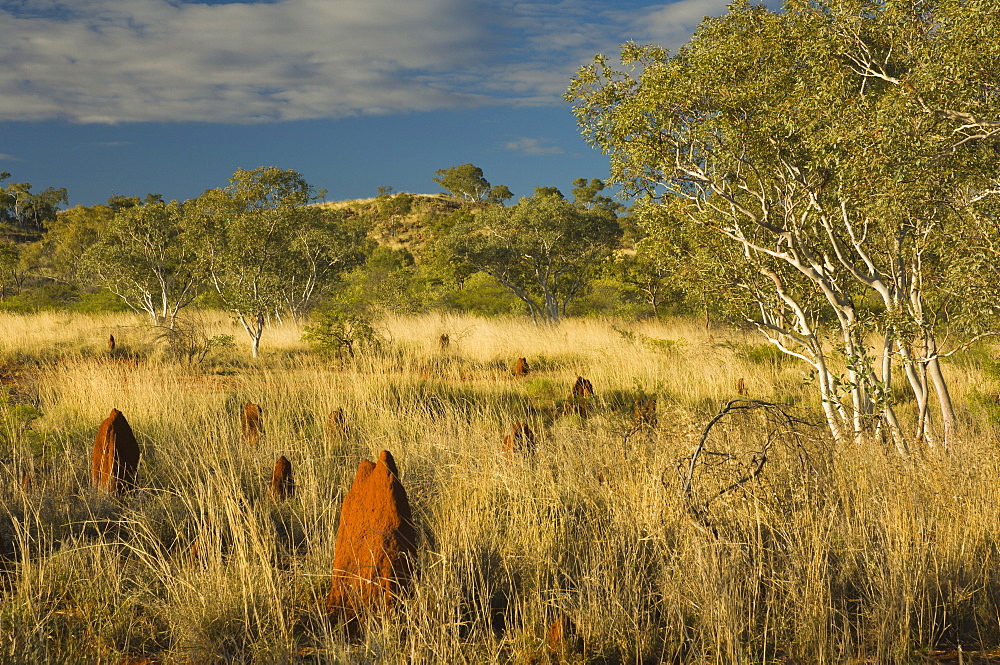 Termite mounds in the Outback, Queensland, Australia, Pacific