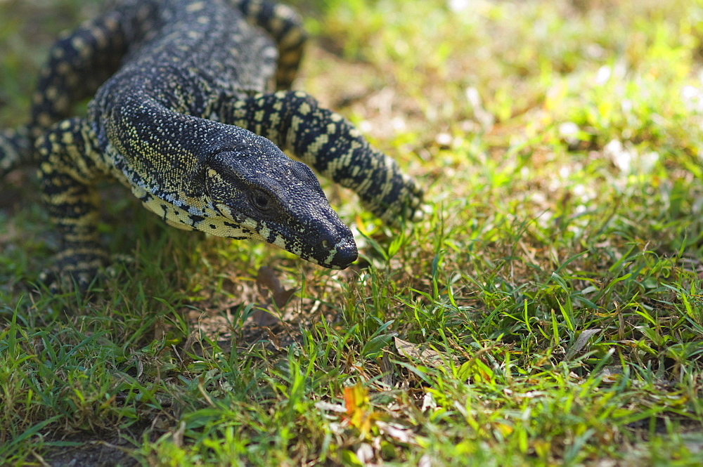 Goanna, Queensland, Australia, Pacific