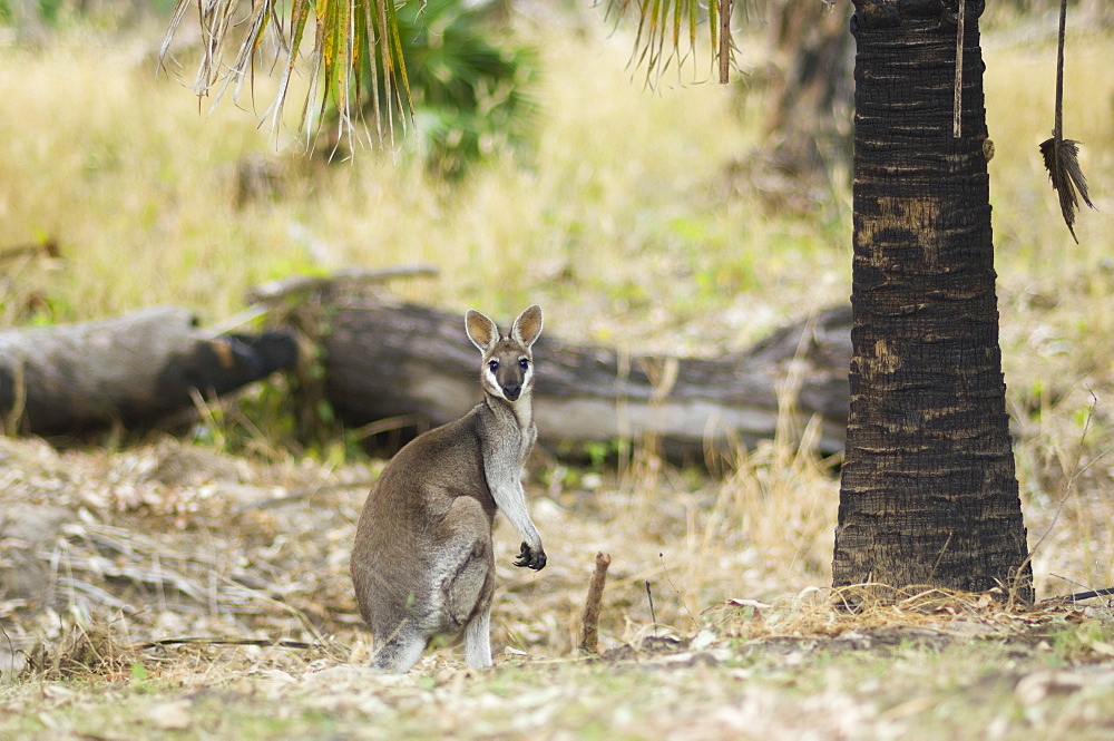 Pretty-face (Whiptail) wallaby, Carnarvon Gorge, Carnarvon National Park, Queensland, Australia, Pacific