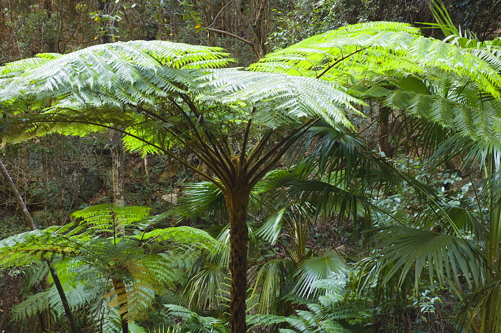 Tree ferns, Moss Garden, Carnarvon Gorge, Carnarvon National Park, Queensland, Australia, Pacific