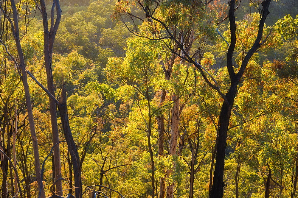 Gum trees, Carnarvon Gorge, Carnarvon National Park, Queensland, Australia, Pacific