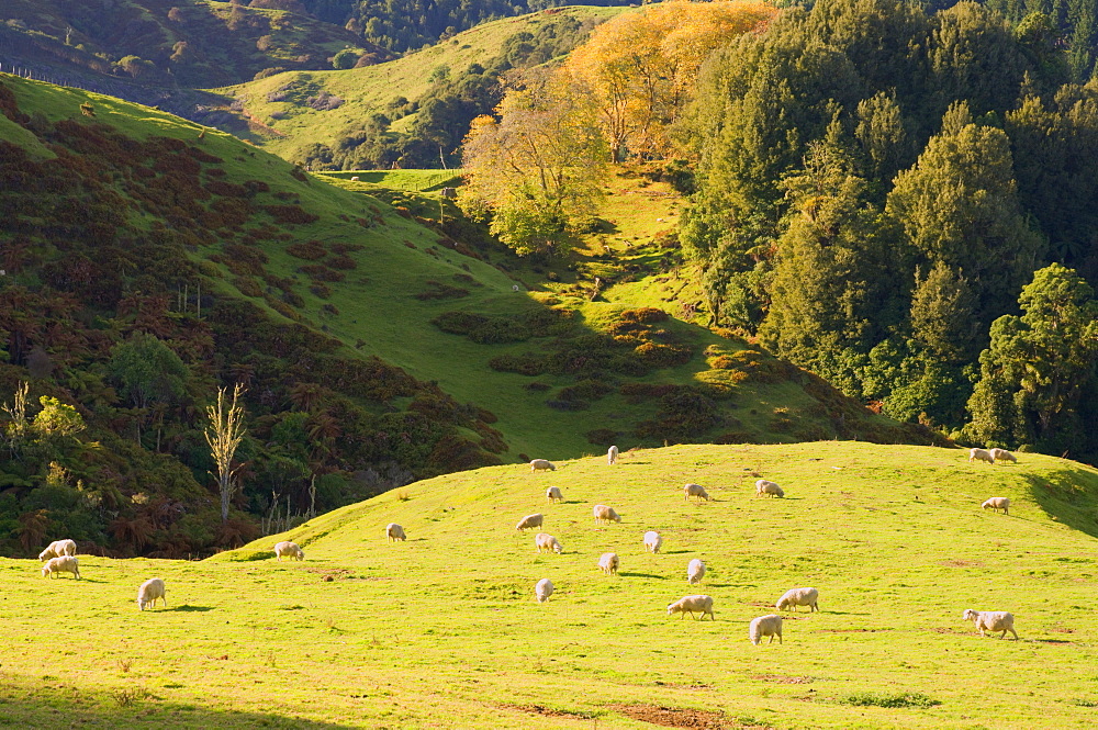 Mudstone Hill Farmland, King Country, North Island, New Zealand, Pacific