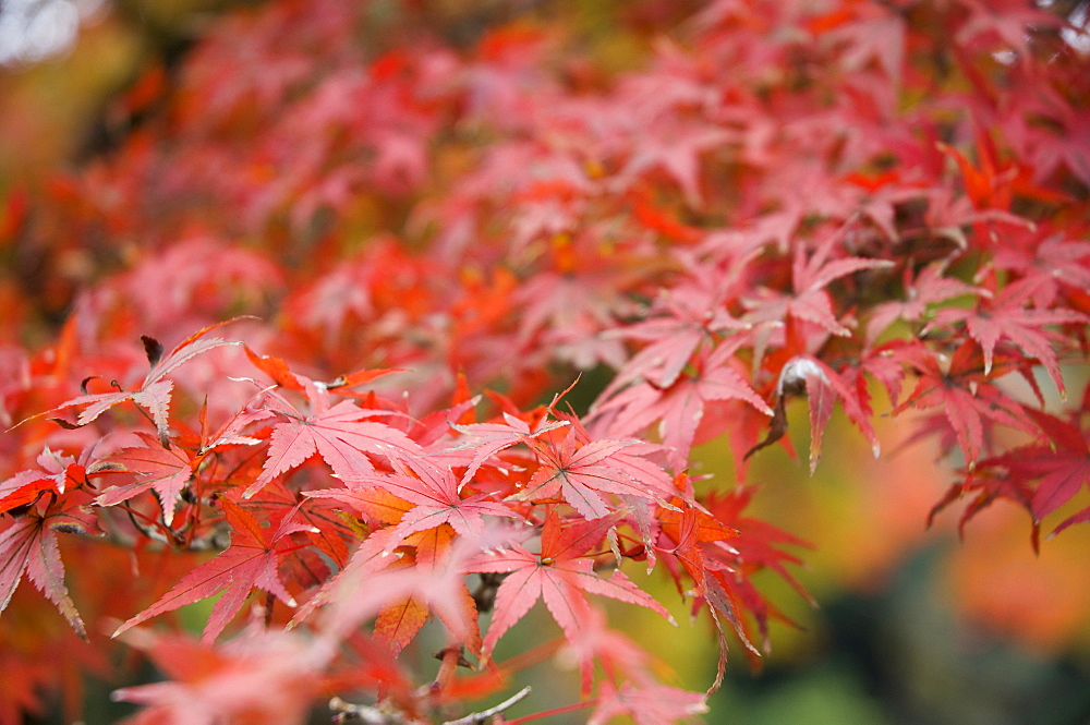 Japanese maple, Kamakura, Central Honshu (Chubu), Japan, Asia