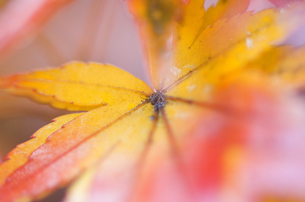 Maple leaves, Kyoto, Kansai (Western Province), Honshu, Japan, Asia