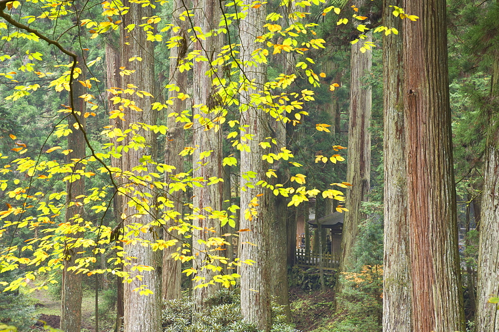 Okunoin graveyard, site of 20000 Buddhist gravestones, Koya-san, Kansai (Western Province), Honshu, Japan, Asia