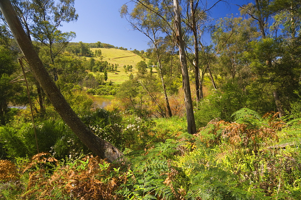 Bushland, Snowy River National Park, Victoria, Australia, Pacific