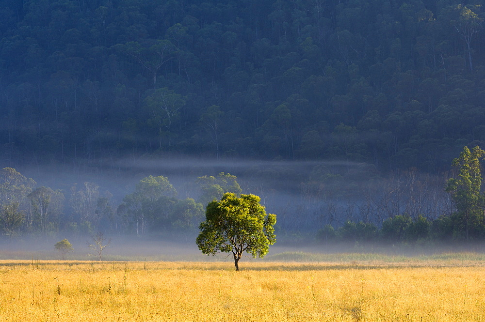 Gum tree, Kosciuszko National Park, New South Wales, Australia, Pacific