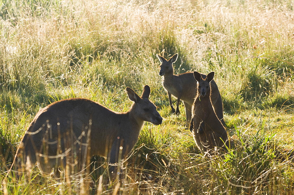 Eastern grey kangaroos, Geehi, Kosciuszko National Park, New South Wales, Australia, Pacific