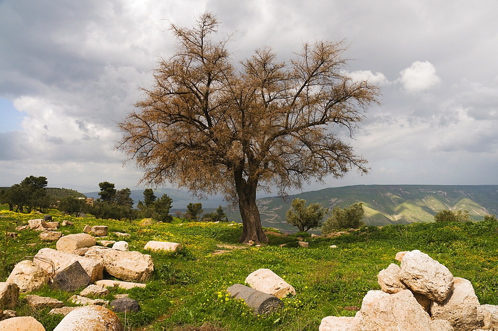 Tree and ruins, Umm Qais Roman City, Umm Qais, Jordan, Middle East